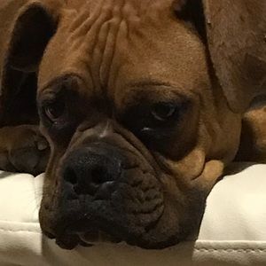 Meet your Posher, Nico