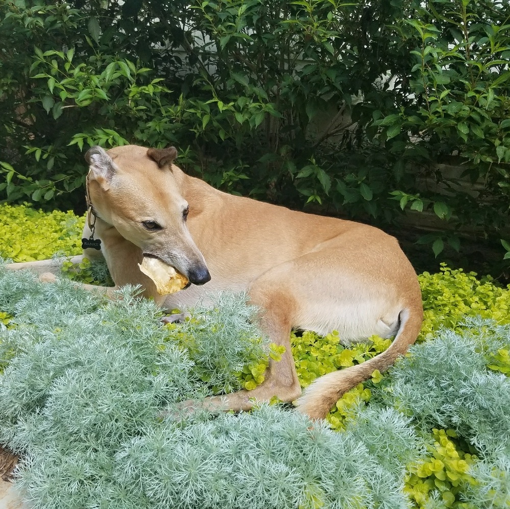 Meet your Posher, Molly