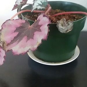 Meet your Posher, Juliet