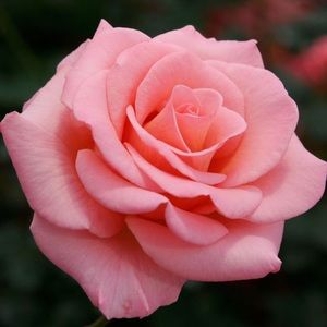 Meet your Posher, Rosa