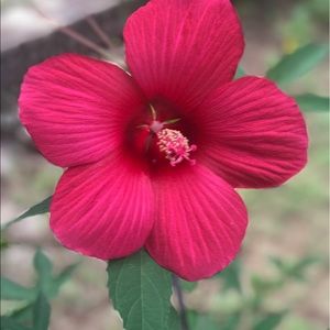 Meet your Posher, Haven