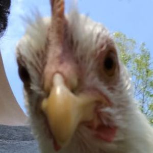 Meet your Posher, Liam