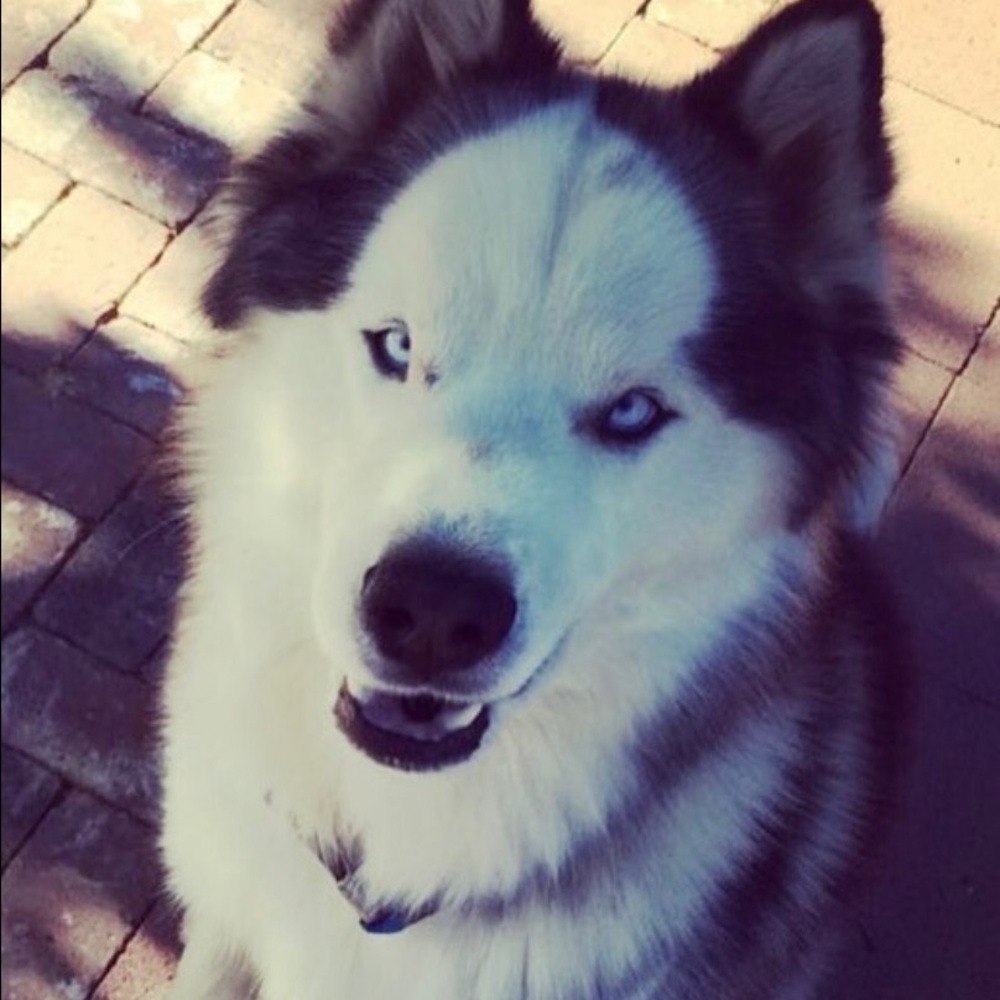 Meet your Posher, Alexis