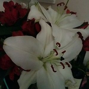 Meet your Posher, Mayela