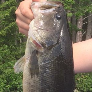 Meet your Posher, Chad