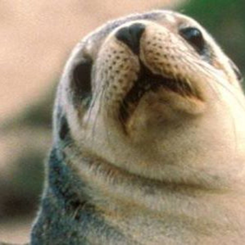 Meet your Posher, Lormorkor