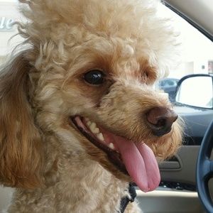 Meet your Posher, Ty