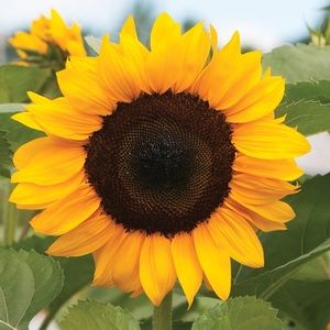 Meet your Posher, Joanna