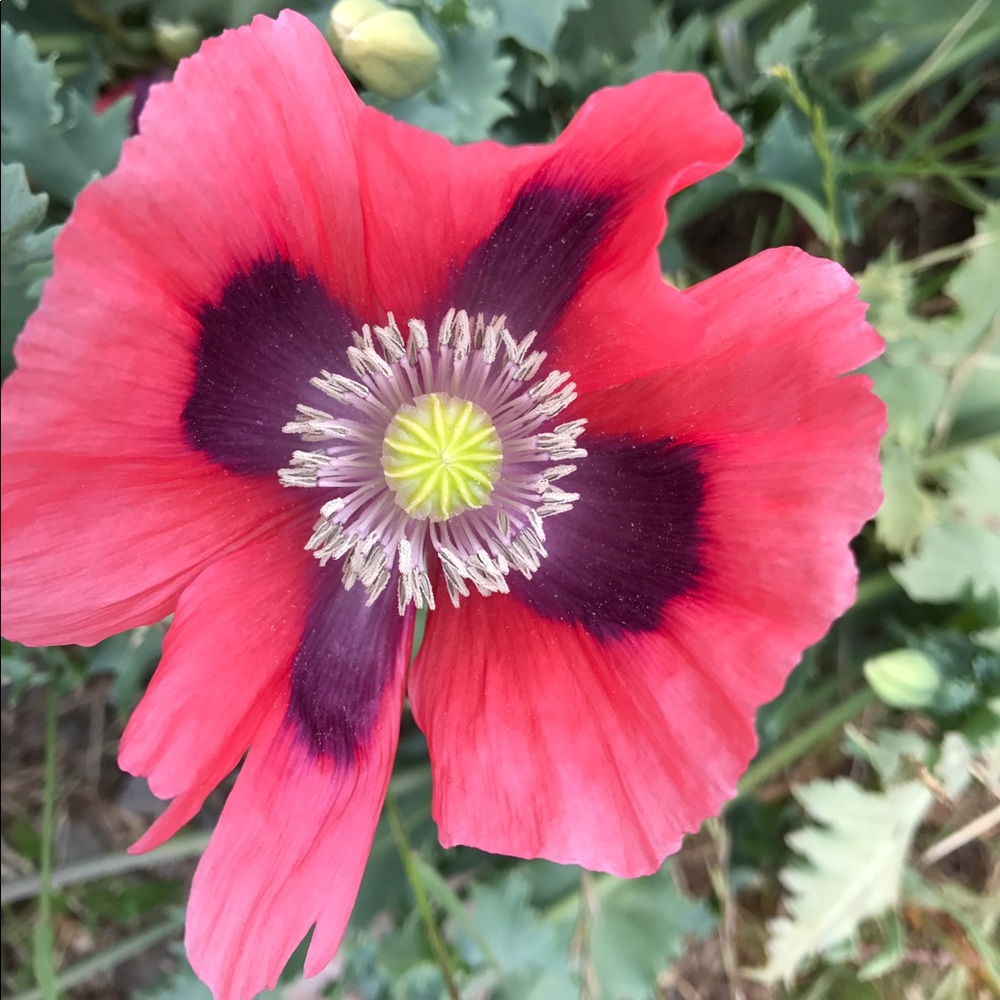 Meet your Posher, Annie