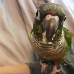 Meet your Posher, Carol