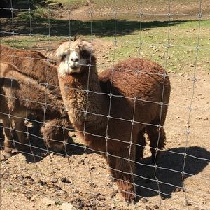 Meet your Posher, Carley