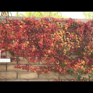 Meet your Posher, Bicky