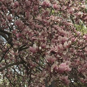 Meet your Posher, Meghan