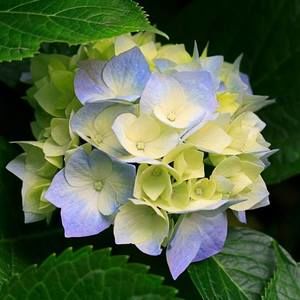 Meet your Posher, Evelyn