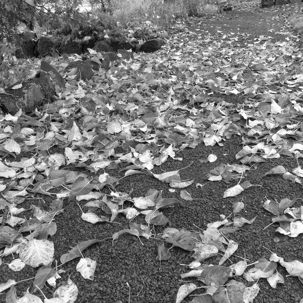 Meet your Posher, Asashia