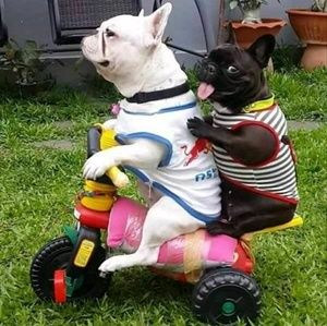 Meet your Posher, Sam