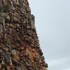 Meet your Posher, Raven