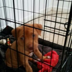 Meet your Posher, Robin