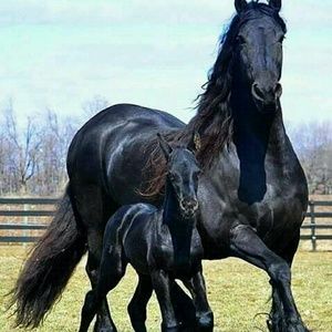 Meet your Posher, Anne