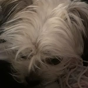 Meet your Posher, Fellen