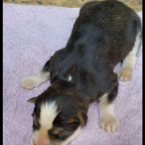 Meet your Posher, Ronnie - Picture 1 of 1