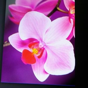 Meet your Posher, Ivy