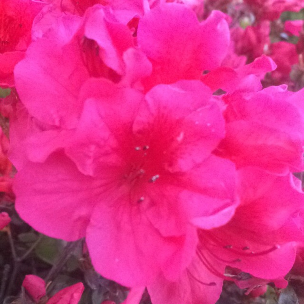 Meet your Posher, Maliah