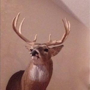 Meet your Posher, Jae