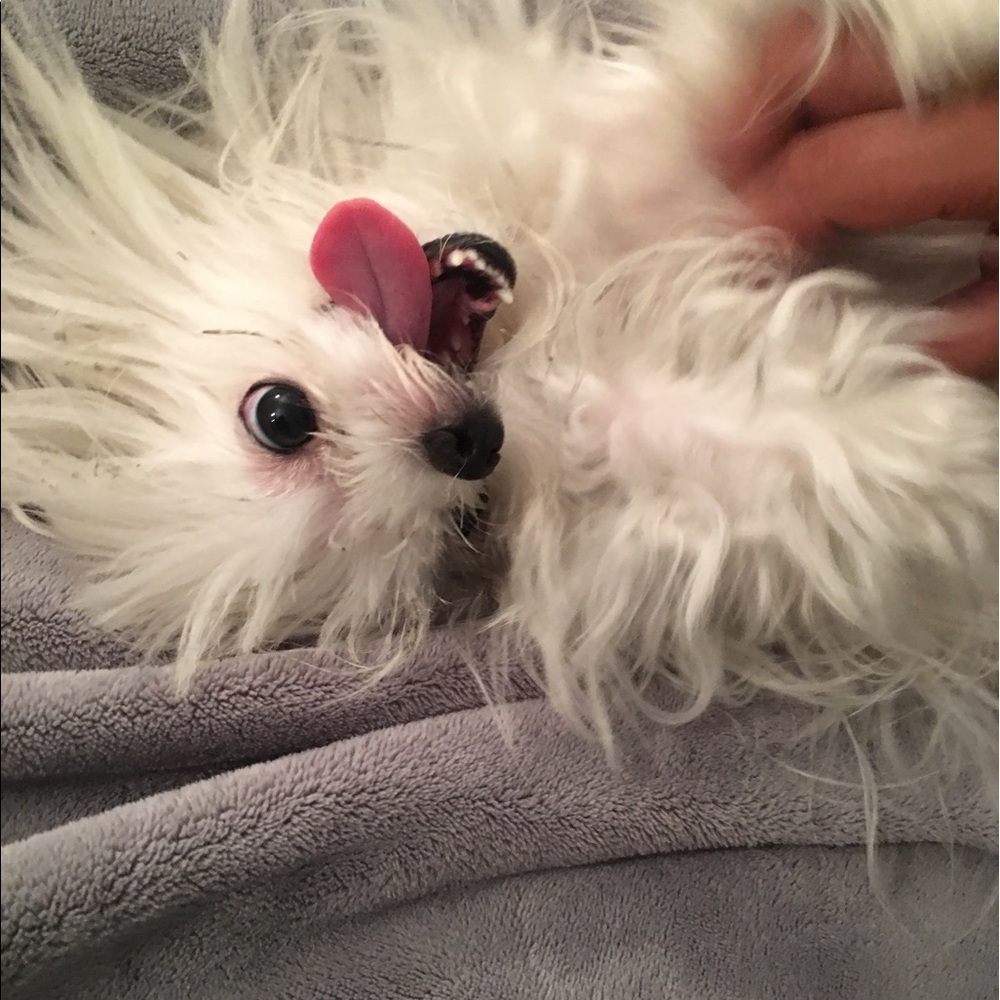 Meet your Posher, Ella