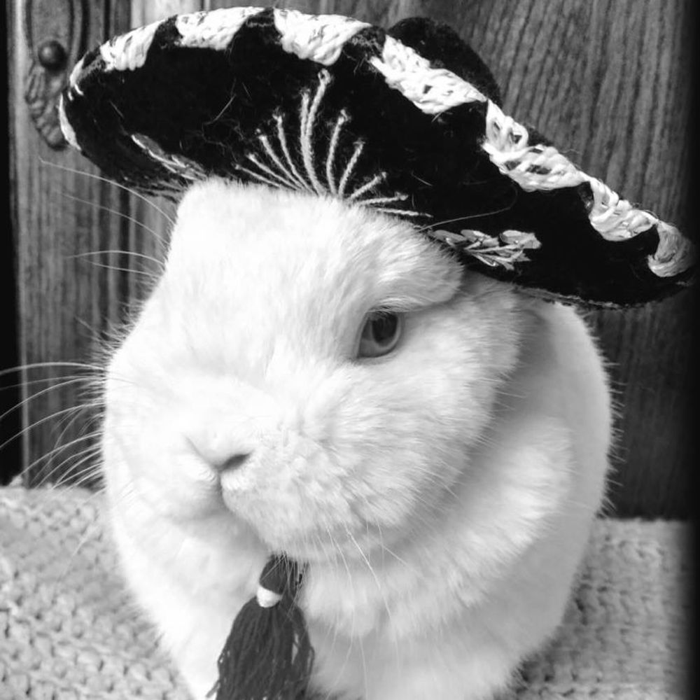 Meet your Posher, Tess