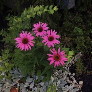 Meet your Posher, Hailey