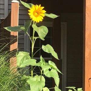 Meet your Posher, Renee