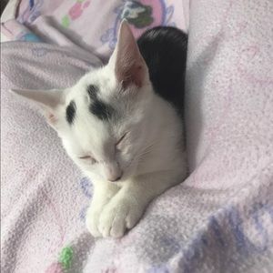 Meet your Posher, Nichi