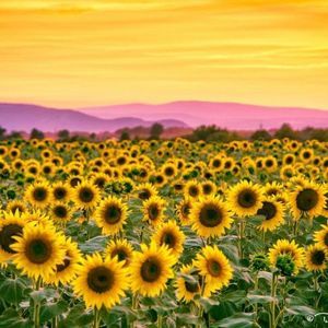 Meet your Posher, Norma jean