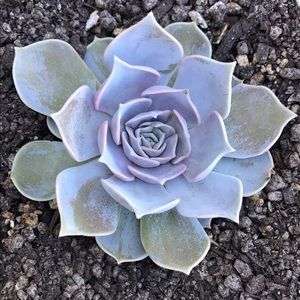 Meet your Posher, Terri