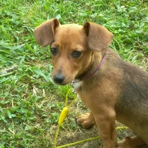 Meet your Posher, Crystal