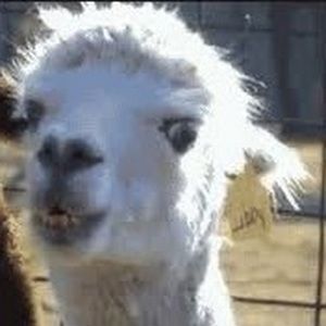 Meet your Posher, Taylen