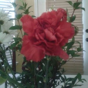 Meet your Posher, Rosa