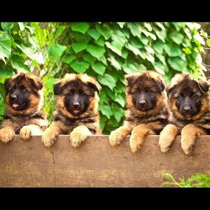 Meet your Posher, Maia