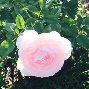 Meet your Posher, Ingrid