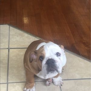 Meet your Posher, Bella