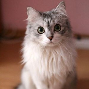 Meet your Posher, Ally