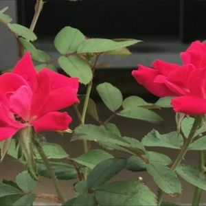 Meet your Posher, Martha