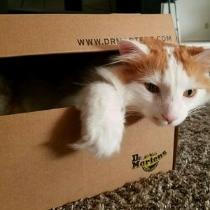 Meet your Posher, Cody