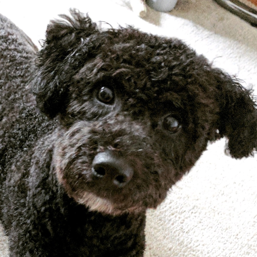 Meet your Posher, Lane