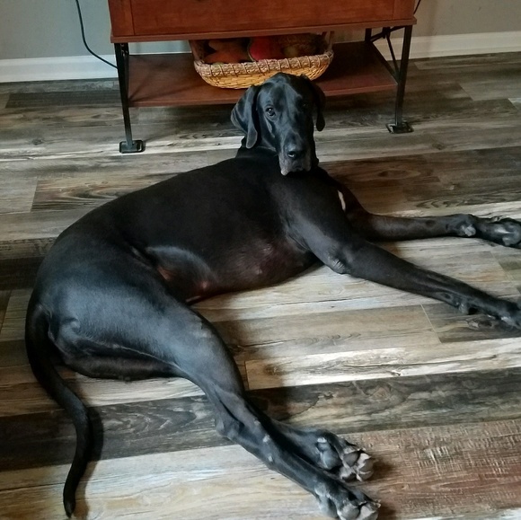 Meet your Posher, Anne - Picture 1 of 1