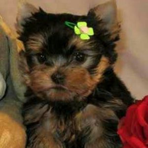 Meet your Posher, Kimberley