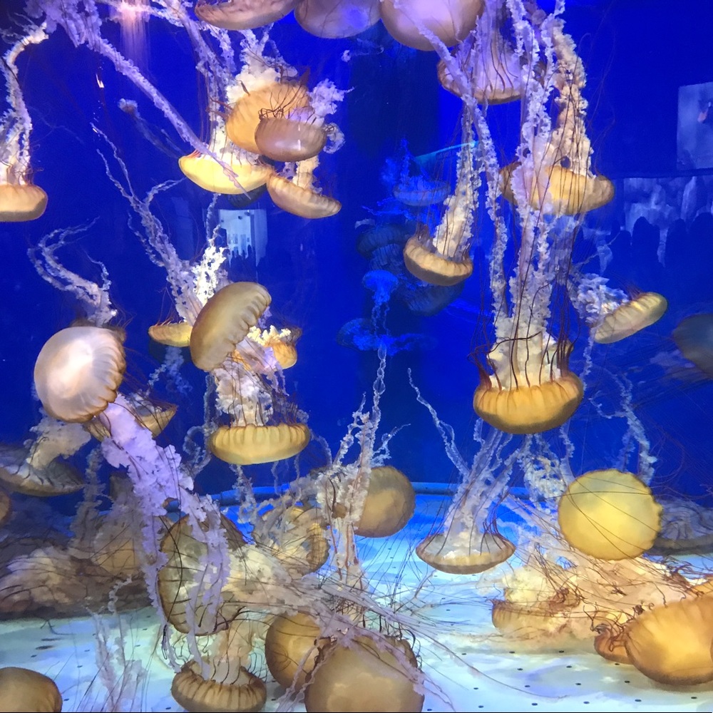 Meet your Posher, Monde