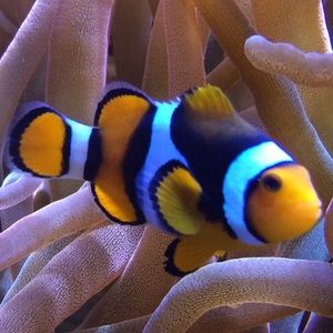 Meet your Posher, Drake