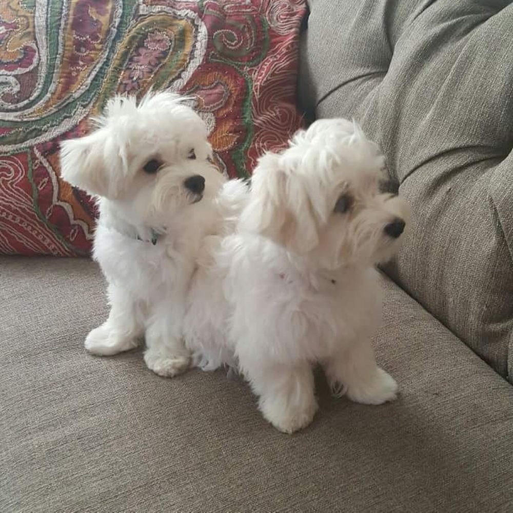 Meet your Posher, Happy Couture